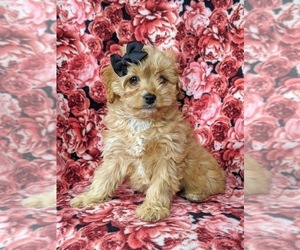 Cockapoo-Poodle (Miniature) Mix Puppy for sale in PEACH BOTTOM, PA, USA