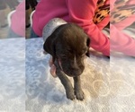 Puppy Lime green Coll German Shorthaired Pointer