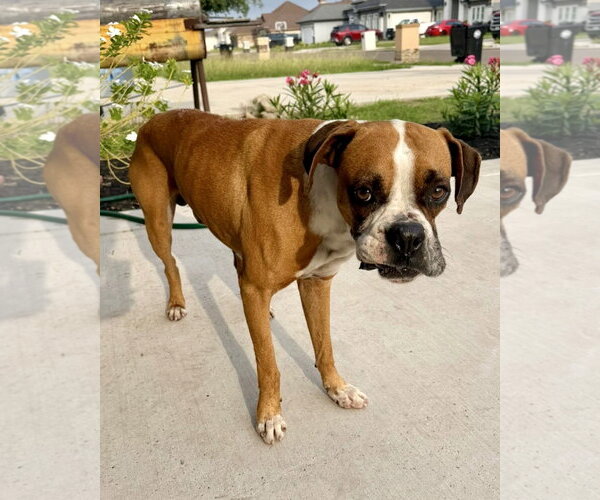 Medium Photo #2 Boxer Puppy For Sale in Dumont, NJ, USA