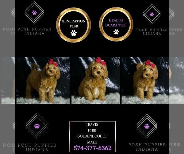 Medium Photo #6 Goldendoodle (Miniature) Puppy For Sale in WARSAW, IN, USA
