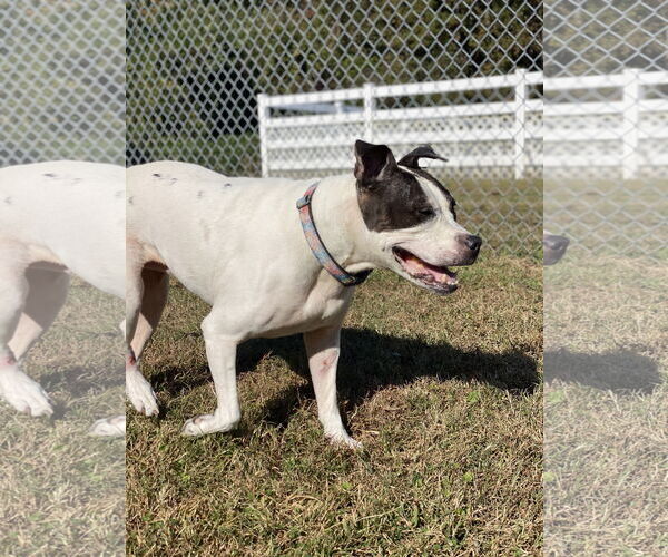 Medium Photo #5 American Pit Bull Terrier Puppy For Sale in Virginia Beach, VA, USA