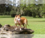 Small Photo #2 Mutt Puppy For Sale in  Gainesville, FL, USA