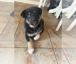 Australian Shepherd Puppy for sale in PENSACOLA, FL, USA