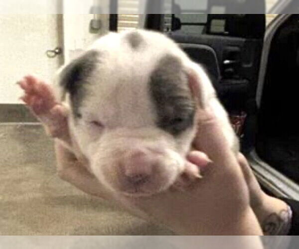 Medium Photo #2 Mutt Puppy For Sale in Houston, TX, USA