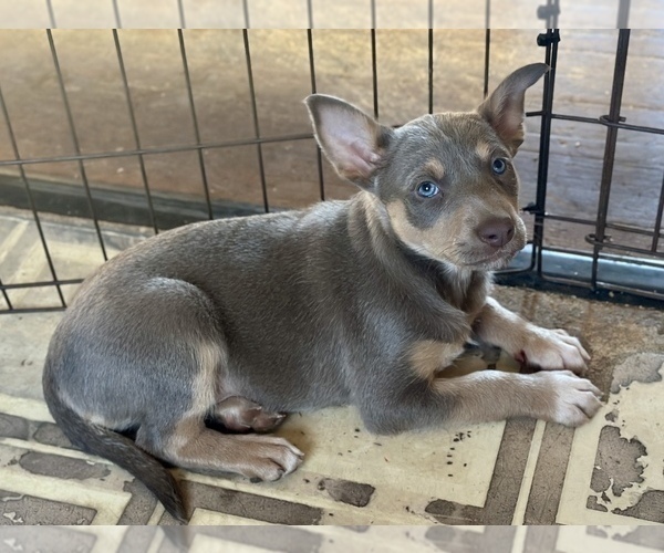 Medium Photo #12 Border Kelpie Puppy For Sale in CAMAS, WA, USA