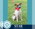 Small #5 Labrador Retriever Mix