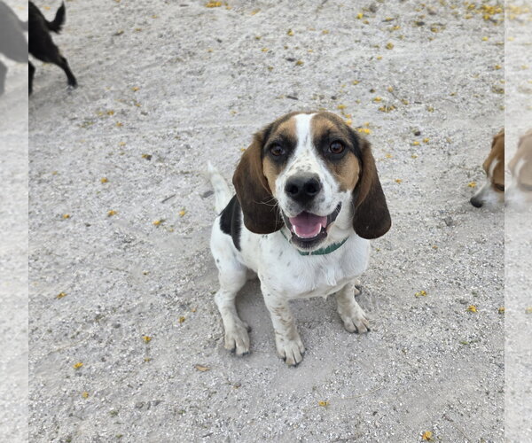 Medium Photo #7 Beagle Puppy For Sale in Las Vegas, NV, USA