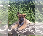Small Photo #6 German Shepherd Dog Puppy For Sale in N HIGHLANDS, CA, USA