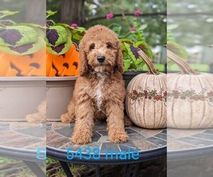Goldendoodle-Poodle (Miniature) Mix Puppy for sale in CLARE, IL, USA