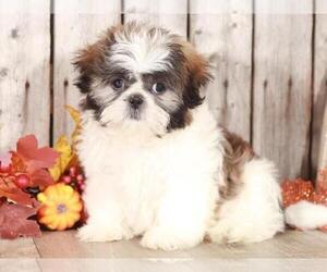 Shih Tzu Puppy for sale in MOUNT VERNON, OH, USA