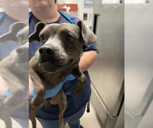 Chihuahua-Unknown Mix Dogs for adoption in Bakersfield, CA, USA