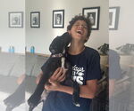 Small Photo #4 Mutt Puppy For Sale in Spotsylvania, VA, USA