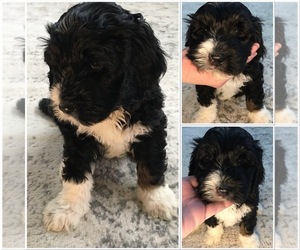 Bernedoodle Puppy for sale in GARRETTSVILLE, OH, USA