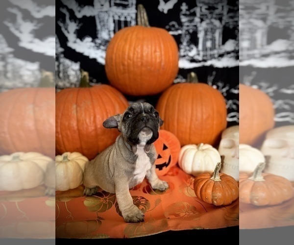 Medium Photo #5 French Bulldog Puppy For Sale in YUCCA VALLEY, CA, USA