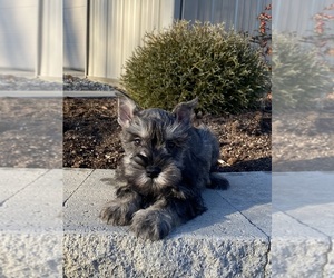 Schnauzer (Miniature) Puppy for sale in CANOGA, NY, USA