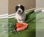 Puppy Puppy 2 Coton de Tulear