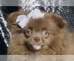 Puppy Mr Cadbury AKC Pomeranian