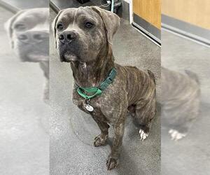 Mutt Dogs for adoption in Forestville, MD, USA