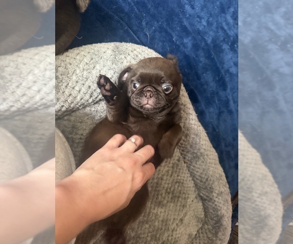 Medium Photo #9 Pug Puppy For Sale in BLOOMINGTON, IL, USA