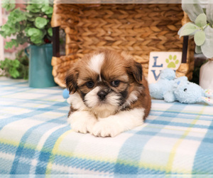Shih Tzu Puppy for Sale in SYRACUSE, Indiana USA
