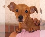 Small Chihuahua