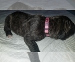 Small Photo #13 Mastiff Puppy For Sale in FULTON, NY, USA