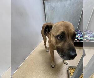 American Pit Bull Terrier Dogs for adoption in Martinez, CA, USA