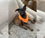 Fish Litter  - Tetra - Located in FL - Female Mutt Dog for Adoption - Small photo