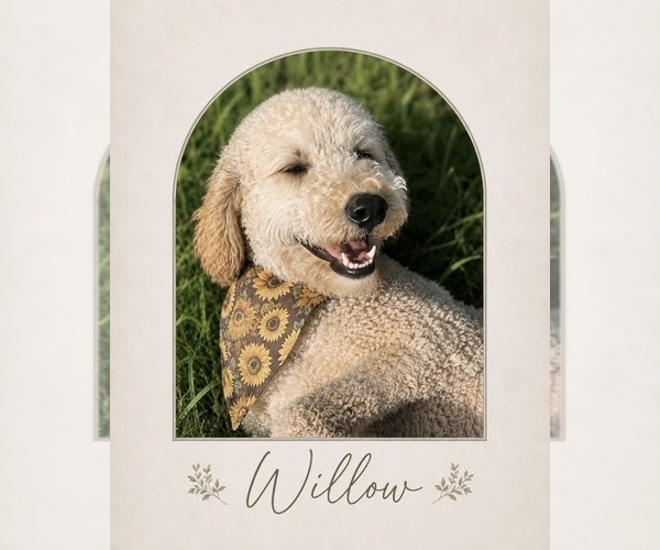 Medium Photo #1 Goldendoodle mix (+ Poodle Standard) Puppy For Sale in CARTHAGE, TN, USA