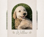 Small Photo #1 Goldendoodle mix (+ Poodle Standard) Puppy For Sale in CARTHAGE, TN, USA