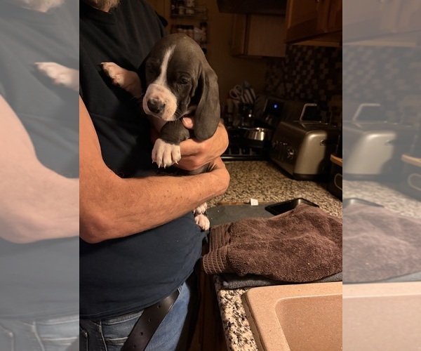 Medium Photo #2 Basset Hound-Great Dane Mix Puppy For Sale in KEANSBURG, NJ, USA