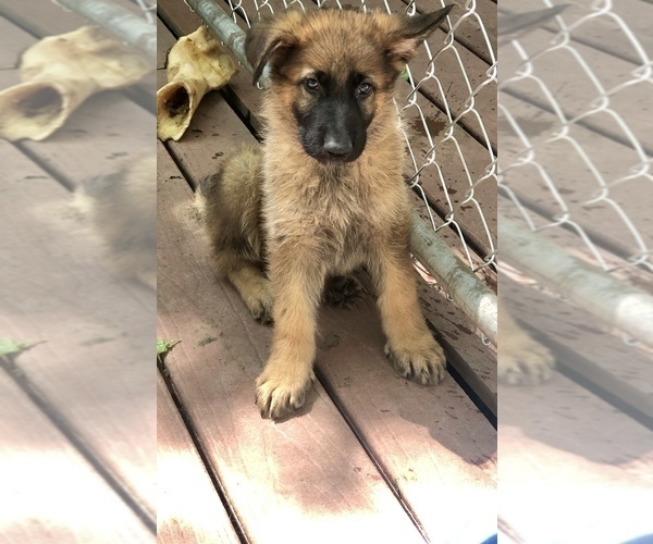 Medium Photo #1 German Shepherd Dog Puppy For Sale in BEDFORD, IN, USA