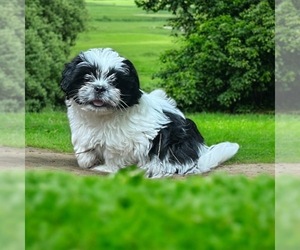 Shih Tzu Litter for sale in AUSTELL, GA, USA