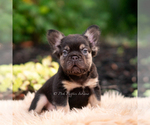 Small #9 French Bulldog