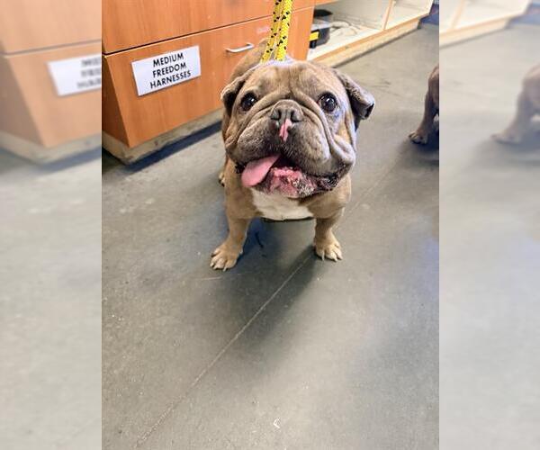 Medium Photo #1 French Bulldog Puppy For Sale in Santa Cruz, CA, USA