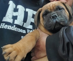Bullmastiff Puppy for sale in DOTHAN, AL, USA
