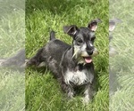 Puppy Keroppi Schnauzer (Miniature)