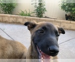 Small Photo #3 Belgian Malinois Puppy For Sale in PALMDALE, CA, USA