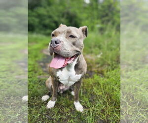 American Pit Bull Terrier-Staffordshire Bull Terrier Mix Dogs for adoption in Princeton, MN, USA
