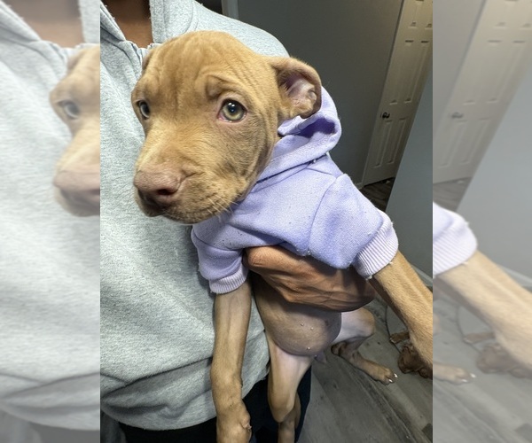 Medium Photo #1 American Pit Bull Terrier Puppy For Sale in HOPKINS, SC, USA