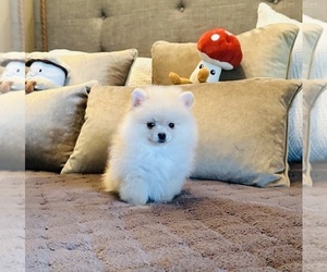 Pomeranian Puppy for sale in BEVERLY HILLS, CA, USA