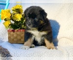 Small Photo #2 Australian Shepherd Puppy For Sale in COLUMBIA, MD, USA