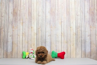 Poodle (Toy) Puppy for sale in PORTSMOUTH, OH, USA