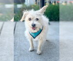 Small #5 Havanese Mix