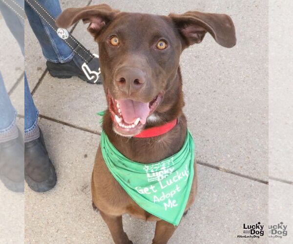 Medium Photo #4 Labrador Retriever-Unknown Mix Puppy For Sale in Washington, DC, USA