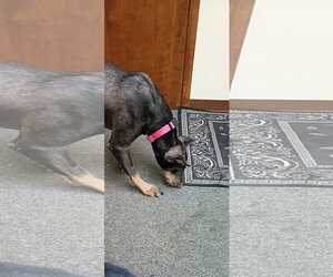Nellie Adoption Pending! - Female Doberman Pinscher Dog for Adoption - Photo #9
