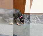 Small #8 Doberman Pinscher