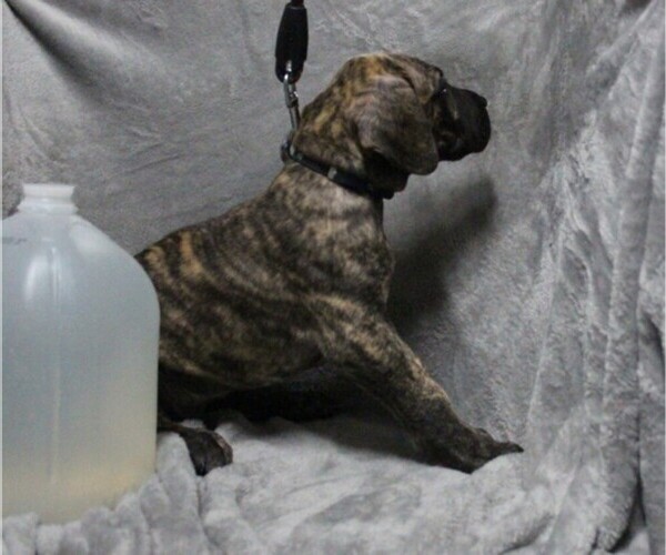 Medium Photo #5 Great Dane Puppy For Sale in STURTEVANT, WI, USA
