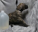 Small Photo #5 Great Dane Puppy For Sale in STURTEVANT, WI, USA