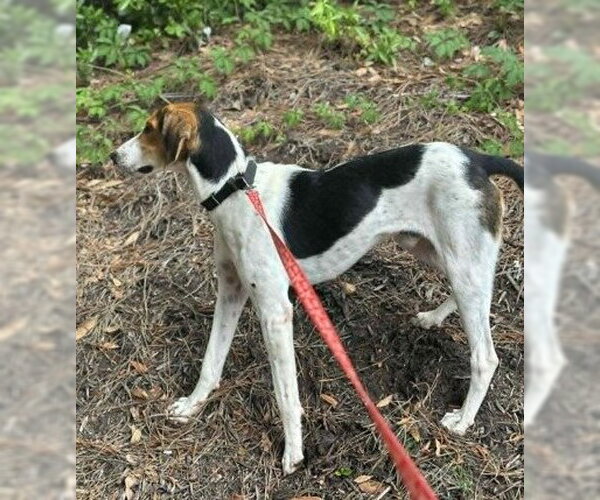 Medium Photo #2 Mutt Puppy For Sale in North Myrtle Beach, SC, USA